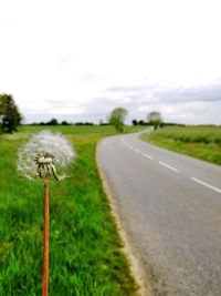 Road amidst flowering plants on field against sky
