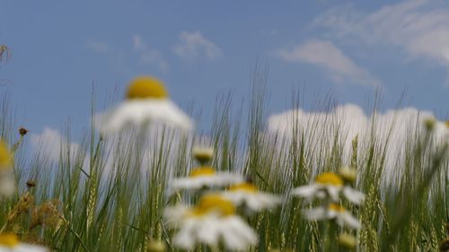 High section of defocused chamomile against field of barley