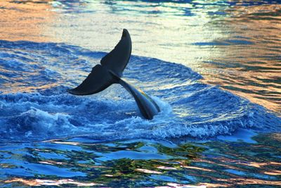 Dolphin splashing sea water