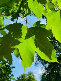 Low angle view of maple leaves against sky