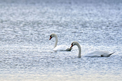 Swans swimming in lake