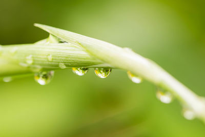 Close-up of water drops on leaf