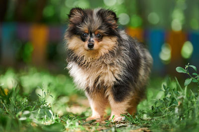 Pomeranian spitz puppy in garden. cute pomeranian dog. puppy spitz pom dog, green grass background