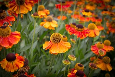 Close-up of fresh purple flowers
