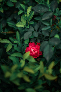 Close-up of rose plant