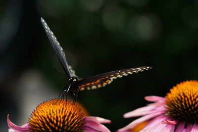 Close-up of butterfly pollinating on flower