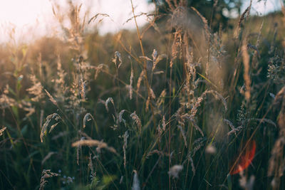 Close-up of plants growing on field