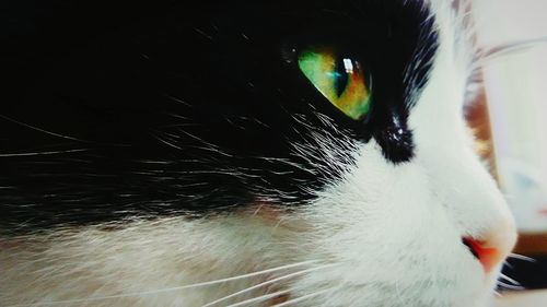 Close-up of cat