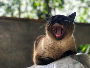 Close-up of cat yawning