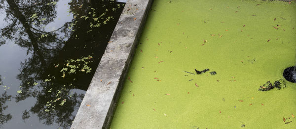 Close-up of lizard on tree