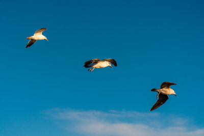 Low angle view of seagulls flying