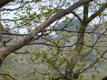 Low angle view of tree against sky