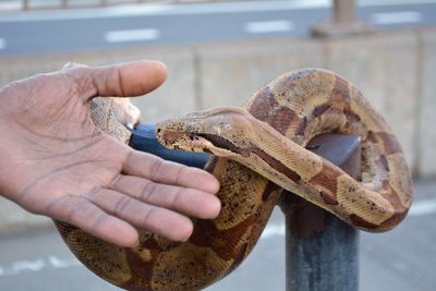 Close-up of hand holding snake