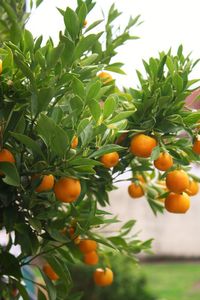 Low angle view of fruits on tree
