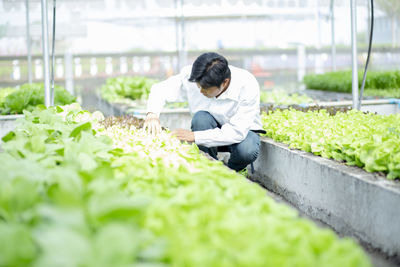 High angle view of man picking vegetables