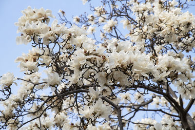 Low angle view of cherry blossoms in spring