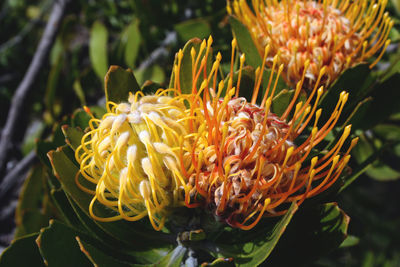 Close-up of yellow flower