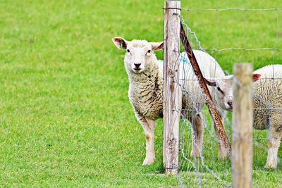 Portrait of sheep on field