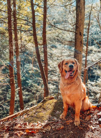 Portrait of dog sitting on tree trunk