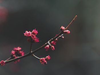 Close-up of pink cherry blossoms in spring