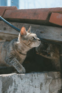 Close-up of a cat looking away