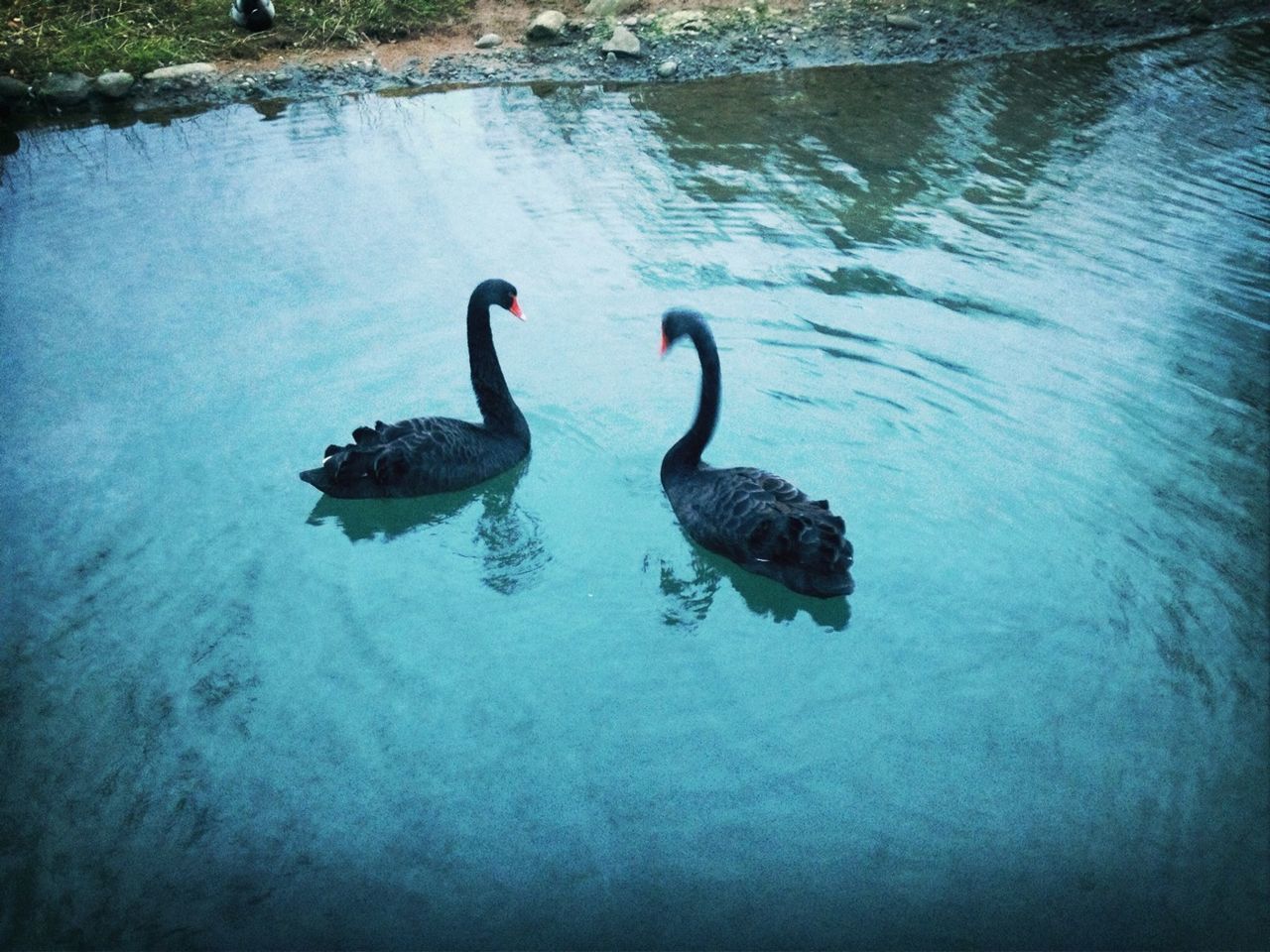 animal themes, water, animals in the wild, wildlife, bird, swimming, lake, reflection, waterfront, duck, one animal, swan, nature, high angle view, water bird, rippled, two animals, floating on water, beauty in nature, outdoors