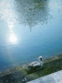 High angle view of swan swimming on lake