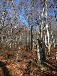 Bare trees in forest against sky