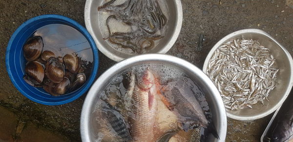 High angle view of fish in bowl