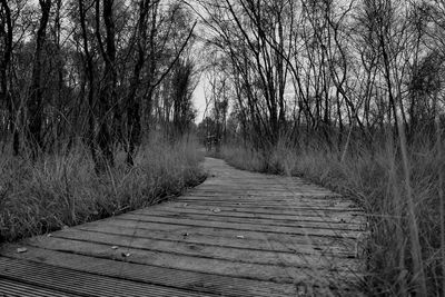 Empty footpath amidst trees in forest