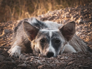 Portrait of a dog lying on rock