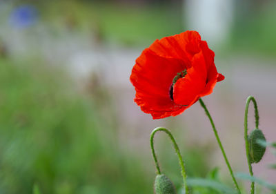 Close-up of red poppy flower