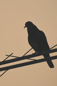 Low angle view of silhouette bird perching on cable against clear sky