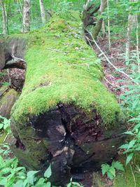 Moss covered trees in forest