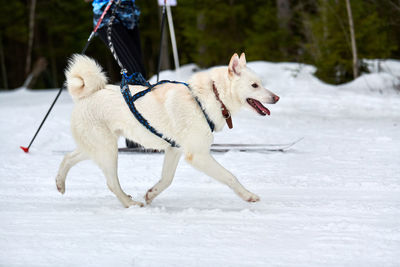 Skijoring dog racing. winter dog sports competition. siberian husky dog pulls skier, active skiing