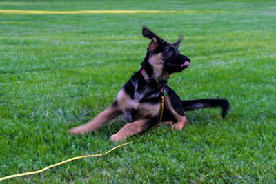 Dog running on field