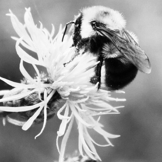 animal themes, one animal, flower, animals in the wild, wildlife, close-up, petal, insect, flower head, focus on foreground, fragility, freshness, nature, bird, beauty in nature, bee, white color, pollination, no people, day