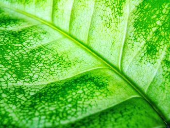 Full frame shot of fresh green plant