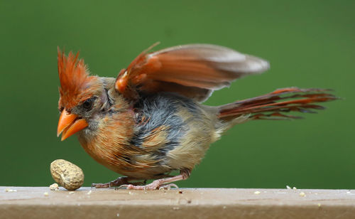 Close-up of bird with peanuts perching on railing