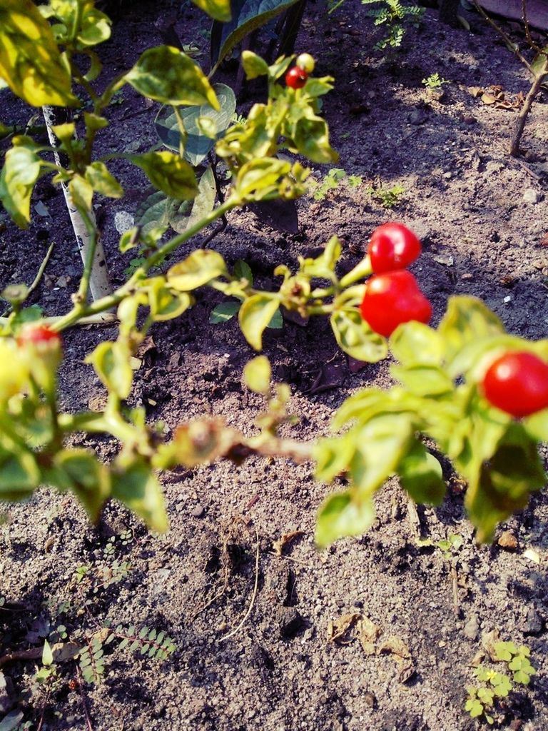 leaf, growth, plant, fruit, freshness, nature, red, growing, green color, close-up, beauty in nature, rock - object, food and drink, high angle view, day, outdoors, healthy eating, sunlight, no people, focus on foreground