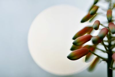 High angle view of vegetables on table