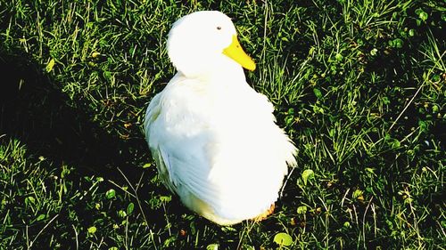 Close-up of swan perching on grass