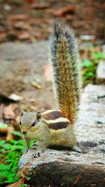 Close-up of squirrel