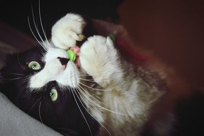 Cat with toy