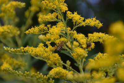 Close-up of yellow flowering plant