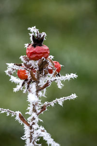 Close-up of flowers on plant