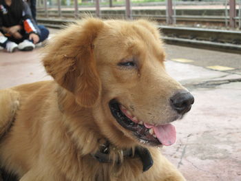 Close-up of dog looking away