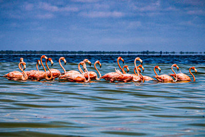 View of birds in sea against sky