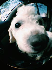 Close-up portrait of dog