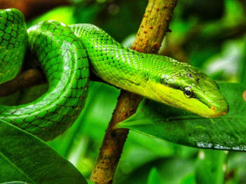 Close-up of green snake